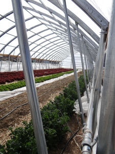 This photo shows High Desert Farming Institute and how they incorporate hoop houses as part of their agricultural design.