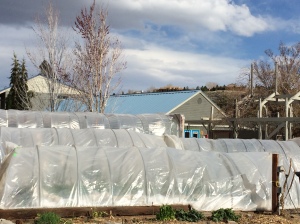 River School Farm hoop houses and low tunnels (Photo courtesy of Alexa Jones)
